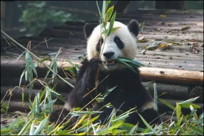 Que mange principalement le panda géant ?