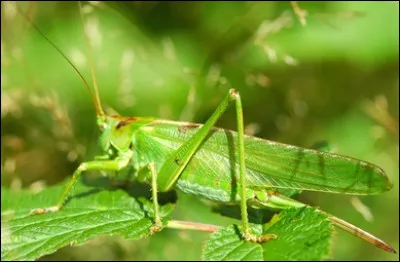 Qu'est-ce que la sauterelle ?