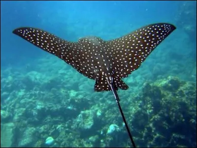 Quelle est la plus grande espèce de raie ?