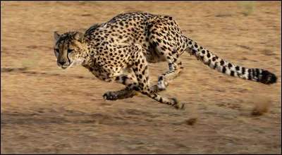 Quel est ton animal pr&eacute;f&eacute;r&eacute; ?