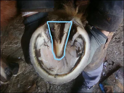 Comment s'appelle la partie entourée de bleu ?