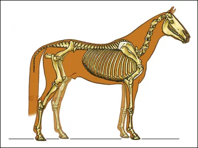 Comment sappelle la science du cheval ?