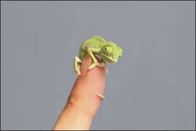 Raiponce possède un caméléon.