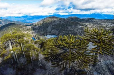 Ces araucarias - ou "désespoirs du singe" du sud du Chili atteignent jusqu'à 40 m de haut. Phonétiquement, on dit d'eux : "demilan" ! Pourquoi ?