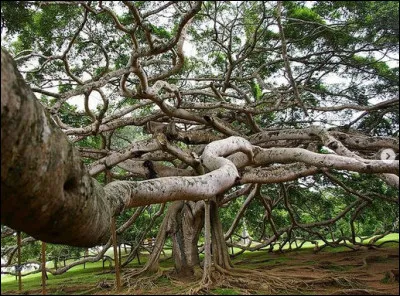 Cette forêt de 3 300 troncs de banians du Bengale s'étendant sur 1,2 ha a quelque chose de bien particulier : quoi donc ?