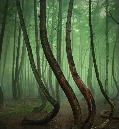 « De ce pin-là, tu ne mangeras point ! » dit Dieu au maraud fort marri (il n'avions point de femme). Le maraud se tordit la cheville, Dieu se tordit les doigts puis il tordit les troncs ! Où cela se passe-t-il ?