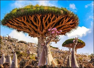 Comment appelle-t-on ces bidules de l'île de Socotra, au Yémen ?