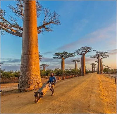 Ces baobab géants de 800 ans de l'île ..., vestiges de la forêt primaire, ont pour l'instant une autre fonction, primaire elle aussi : laquelle ?