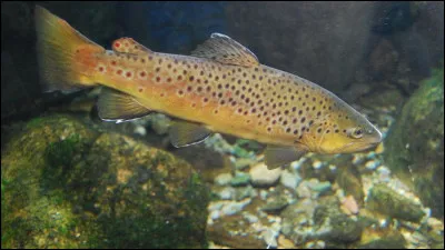 Truite à points rouges :