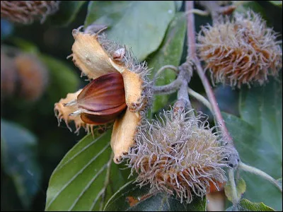 Fruit du hêtre :