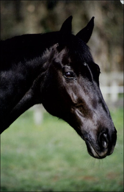 En quelle année Durand acquiert-il Jappeloup ?