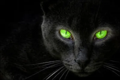 Les chats sont les animaux qui ont les plus grands yeux :
