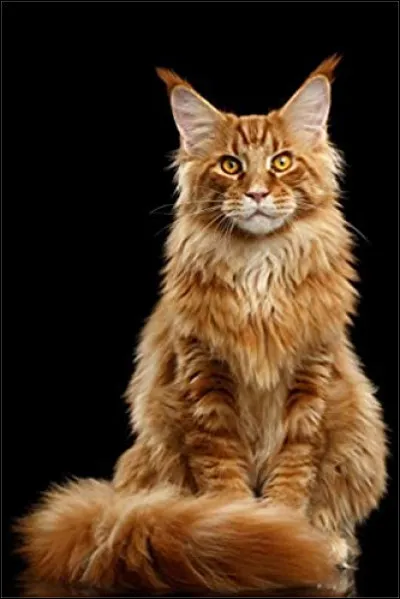 Pour une exposition, le chat est obligé d'avoir un pedigree :