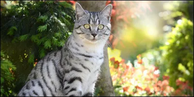 Un chat de campagne peut s'approprier 70 hectares :