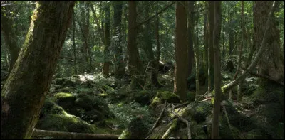 Terminons tout en joyeusetés par la forêt d'Aokigahara au Japon. Qu'a-t-elle donc de si particulier ?