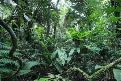 On la dit "mère de toutes les forêts" : l'Amazonie cumule en effet les superlatifs avec ces ... d'hectares étalés sur ... pays !