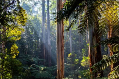 Changeons de continent, mais pas de problèmes : la forêt de Daintree (Australie) est connue pour abriter la bagatelle de ...