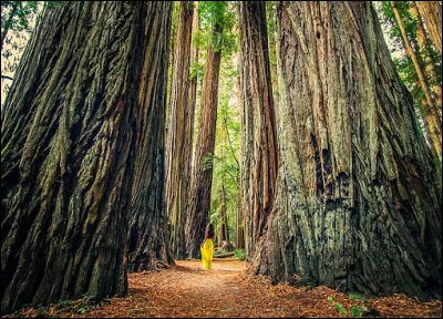 Dans la forêt de Redwood (535 km2, en Californie) avec ces séquoias "à feuilles d'if", vous n'irez pas cueillir de champignons de peur de vous retrouver nez-à-mufle avec ...