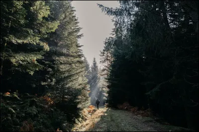 D’une superficie de 6 000 km2, la célèbre "Scharzwald" allemande, en plus d’être un peu flippante, est aussi dangereuse. Pourquoi donc ?