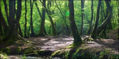 Au niveau légendes, on est fort ici aussi, remarquez ! C'est ici que Merlin aurait gagné de haute lutte la joute verbale du Corbeau (catégorie sans alcool) : pleine de moustiques et de mystique, c'est la forêt de ...