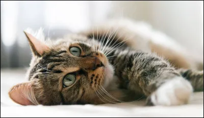 "J'ai d'autres chats à fouetter" signifie :