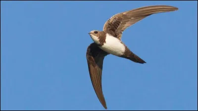 Complétez cette expression : "Être bavard comme une...