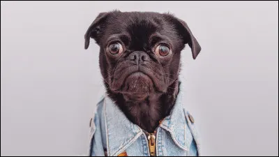 "S'entendre comme chien et chat" est une expression signifiant :