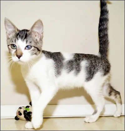 Les toiles d'araignées :