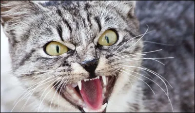 Comment sectionner une queue gravement blessée ?