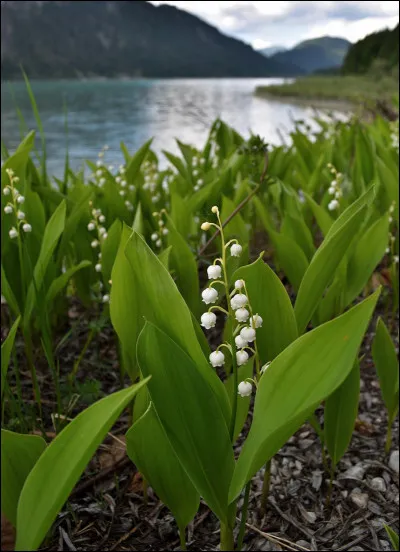 Que célèbre-t-on le 1er mai ?