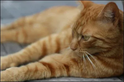 De quoi est mort Cur de Chêne ?