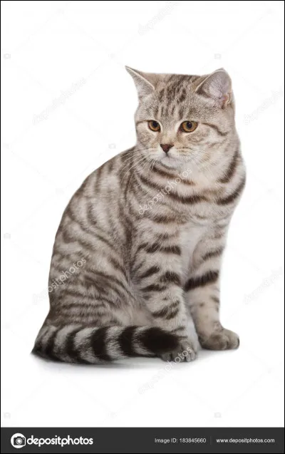 Lequel de ces chefs n'a pas reçu ses 9 vies ?