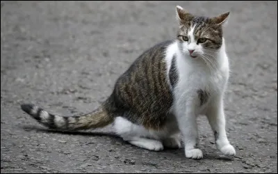 Quutilise-t-on pour enlever les tiques ?