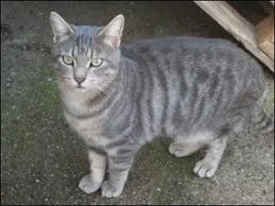 Que devient Petite Écume, un des petits d'Étoile Bleue ?