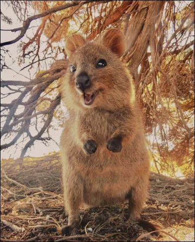 Animaux : quel petit marsupial a été surnommé par les Australiens l'animal le plus heureux du monde en raison du sourire qu'il semble afficher en permanence ?