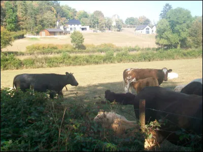 Qu'est-ce qu'une "peau de vache" ?