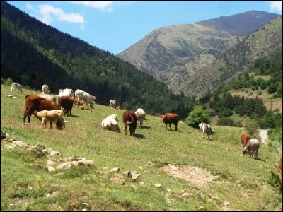Dans le film "La Vache et le Prisonnier", quel chanteur et acteur incarne Charles, un prisonnier de guerre français qui tente de fuir l'Allemagne accompagné de sa vache, Marguerite ?