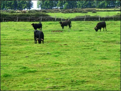 De quoi aurez-vous besoin pour jouer à l'aluette, aussi connue sous le nom de "jeu de la vache" ?