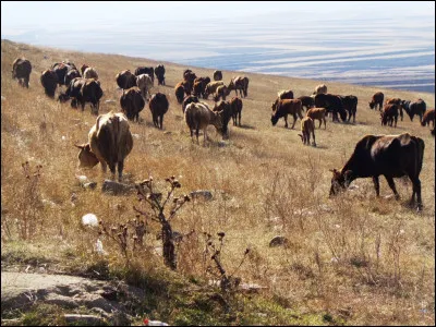 Parmi ces fromages français, lequel n'est pas élaboré avec du lait de vache ?