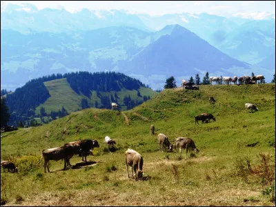 Dans quel département auvergnat pourrez-vous admirer le Puy de la Vache ?