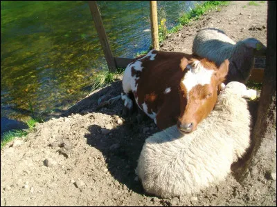 Quelle déesse égyptienne de la joie et de l'amour était traditionnellement représentée sous la forme d'une vache ou d'une femme dont la tête était surmontée d'un disque solaire et de cornes de vache ?