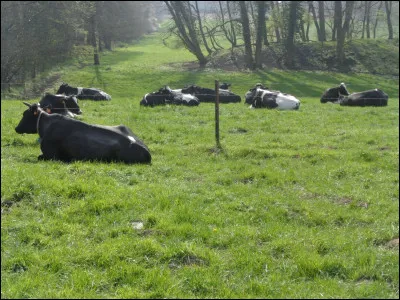 Quelle robe est associée à la race de vache dite "d'Aquitaine" ?