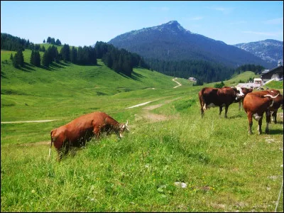 Parmi ces trois races bovines, laquelle est une race laitière ?
