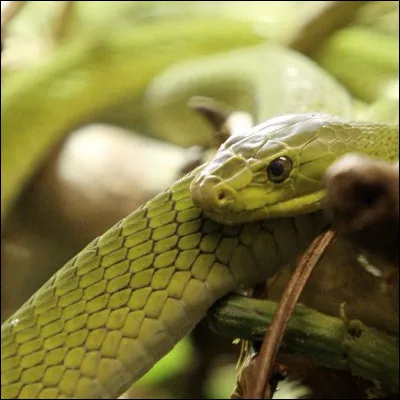 Nagini est-il l'associ&eacute; de Harry ?