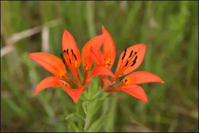 Dans quel pays peut-on croiser des Saskatchewanais ?