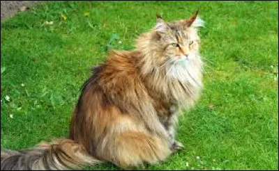 Le Sibérien est une race de chat