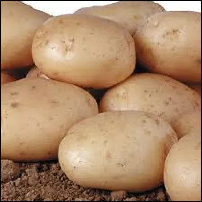 "Apollo" est une variété de pomme de terre