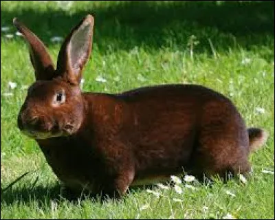 Le rex-castor est une race de lapin