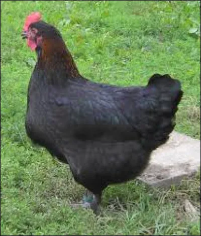 Il existe une poule de race "Marans"