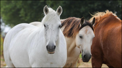 Quelle est la robe du cheval tout à gauche ?